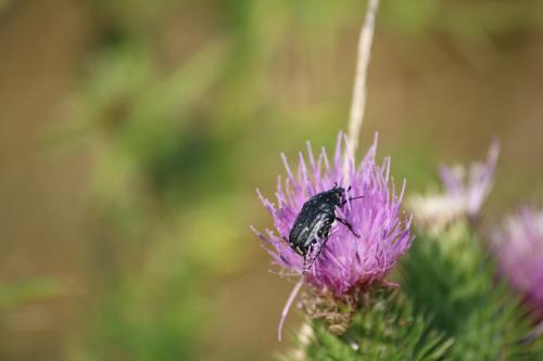 Oxythyrea funesta